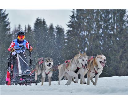 husky dog pulling